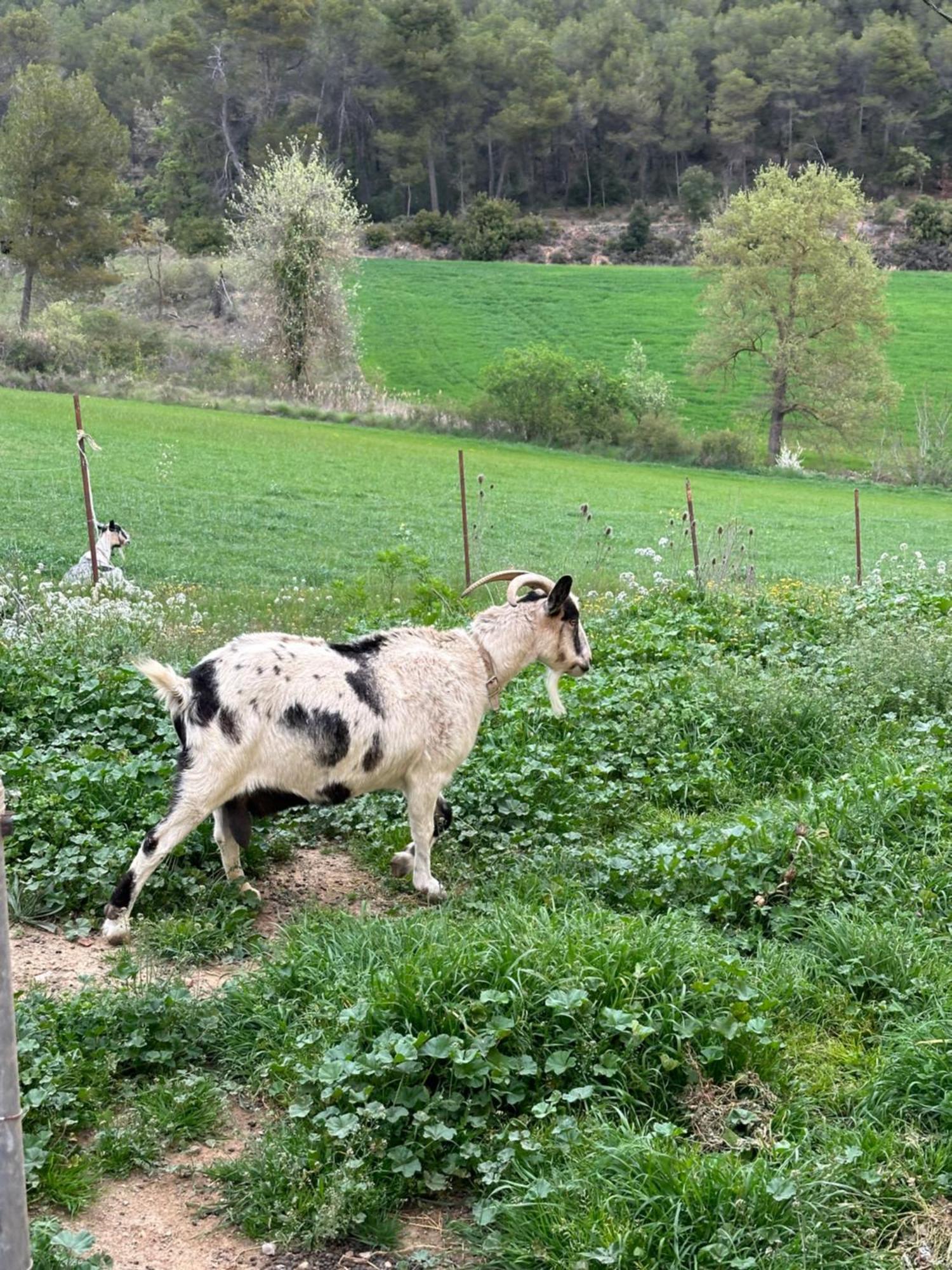 Ca L'Oreneta El Pla de Manlleu 外观 照片